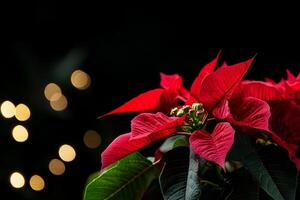 Bright Red Poinsettia With Soft Bokeh Lights Creating a Festive Atmosphere During Holiday Season photo