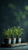 Succulent Plants in Decorative Pots With Blurred Lights in the Background During Evening. photo