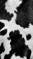 Close View of Black and White Cowhide Showing Unique Pattern and Texture in Rural Environment photo