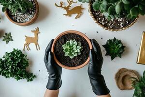 Hands in Black Gloves Holding a Succulent Plant in a Terracotta Pot Surrounded by Decorative Items photo