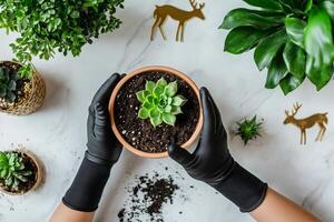 Hands in Black Gloves Holding a Succulent Plant in a Terracotta Pot Surrounded by Decorative Items. photo