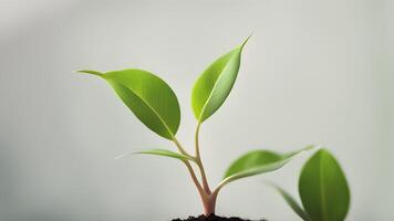 Close-up of a vibrant green seedling sprouting from dark soil against a soft, neutral background. photo