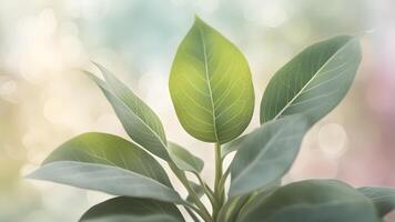 Close-up of vibrant green leaves with a soft, bokeh background, ideal for nature, wellness, and spring themes. photo