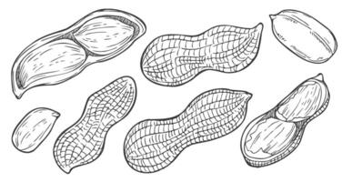 Peanut set isolated. Groundnuts sketch illustration. Hand drawn nuts in vintage engraving vector