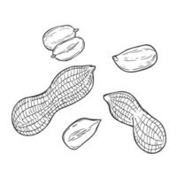 Hand drawn Peanut Sketch vector