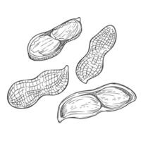 Peanut set isolated. Groundnuts sketch illustration. Hand drawn nuts in vintage engraving style vector