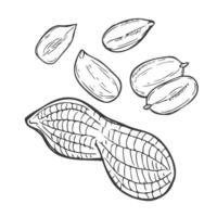 Hand drawn Peanut Sketch Illustration in vector