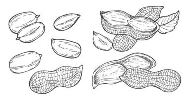 Peanut set isolated. Groundnuts sketch illustration. Hand drawn vector