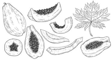 Papaya drawing set. Hand drawn tropical fruit illustration. Whole and sliced objects with leaves and seeds. Botanical vintage sketch for label, juice packaging design vector