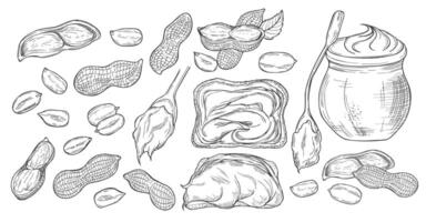 Peanuts sketch set. Hand drawn retro style illustrations of organic food. Seeds and shells. Single and group. Vintage engraving art. Isolated on white background. vector