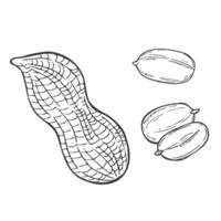 Hand drawn Peanut Sketch Illustration isolated on white background vector