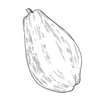 Papaya drawing. Hand drawn illustration of Exotic Tropical Fruit on isolated background. Linear etching of sweet juicy fresh plant for production label or wrapping paper design. vector