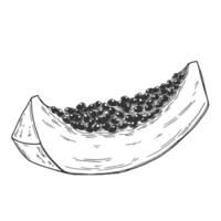 Papaya slices. Ink sketch isolated vector