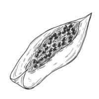Papaya slices. Ink sketch isolated on white background. Hand drawn illustration. Retro style. vector