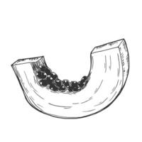 Papaya slices. Ink sketch isolated on white background. vector