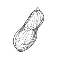 Peanut sketch drawing vector