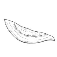 Papaya slices. Ink sketch vector