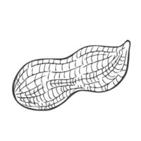 Peanut nut seed . Isolated on white background. Peanut butter food ingredient. Engraved hand drawn peanut illustration in retro vintage style. Organic Food, cosmetics, treatment component vector