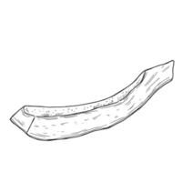 Papaya slices. Ink sketch isolated on white background. Hand drawn illustration. vector