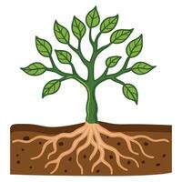 a sapling with soil around the roots of plant vector