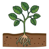 soil around the roots of the Strawberries tree plant vector