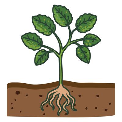 soil around the roots of the Strawberries tree plant
