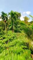 Smooth FPV drone flight through dense tropical jungle with palm trees and vibrant greenery. Immersive view of exotic rainforest landscape in Thailand. video