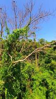 Smooth FPV drone flight over dense tropical jungle with palm trees and vibrant greenery. Immersive view of exotic rainforest landscape in Thailand. video