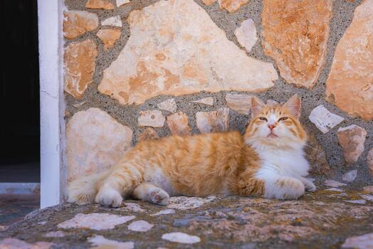 A relaxed orange and white cat lies on a stone surface in front of a rustic stone wall with warm tones, featuring a partially visible doorway on the left. photo