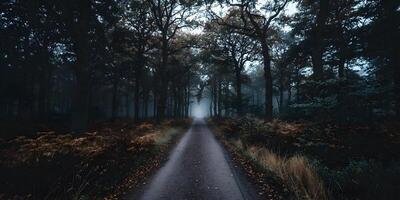 Misty Forest Path Autumn Trees Nature Scenery photo