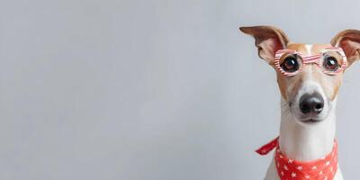 Cute Whippet Dog Wearing Red And White Striped Glasses And Red Star Bandana photo
