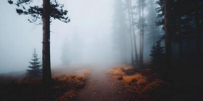 Misty Forest Path Autumn Trees Foggy Landscape Nature Scenery photo