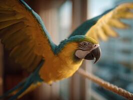 A vibrant bird has fun swinging vigorously on its play perch photo