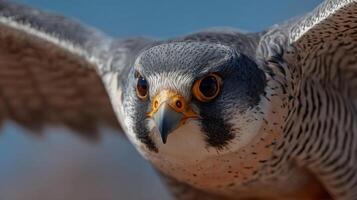 A swift peregrine falcon executing its famous high velocity stoop photo