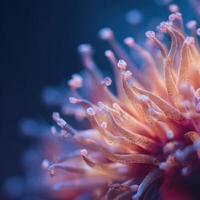 A vivid sea anemone with beautiful and soft waving tentacles photo
