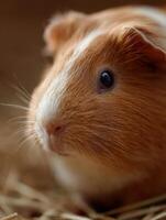 A tranquil moment with a peaceful domestic guinea pig subject photo