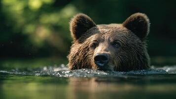 A wild brown bear seeks relief from heat in a clear creek photo