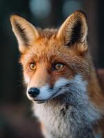 Alert Fox Observes Carefully From Its Woodland Forest Home photo