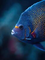 A vivid angelfish with beautiful and complicated fin artistry photo