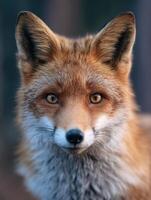 An attentive fox with a sharp determined look in the forest photo