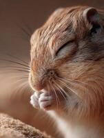 A very calm gerbil is seen carefully grooming its fine fur photo