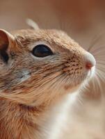 A very calm serene gerbil in a tranquil desert pet portrait photo