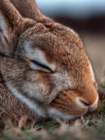 A wild rabbit in deep slumber enjoying undisturbed quiet time photo