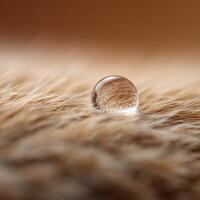 Close up photograph of dewdrop on the delicate fur of a gerbil photo