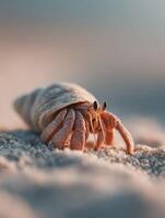 An interested hermit crab with clear view of shell and eyes photo