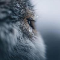 Close Up Of Water Droplet Resting On Textured Wolf Pelt Fur photo