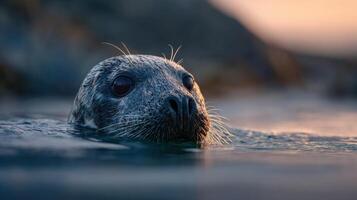 An interested seal pops its head up to survey the area photo