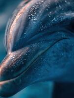 An interested dolphin swims near a vivid underwater coral garden photo