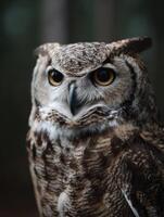 Bright eyed owl shows keen interest from its forest dwelling photo