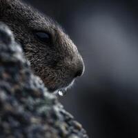 Close up photograph of dewdrop on the textured fur of marmot photo